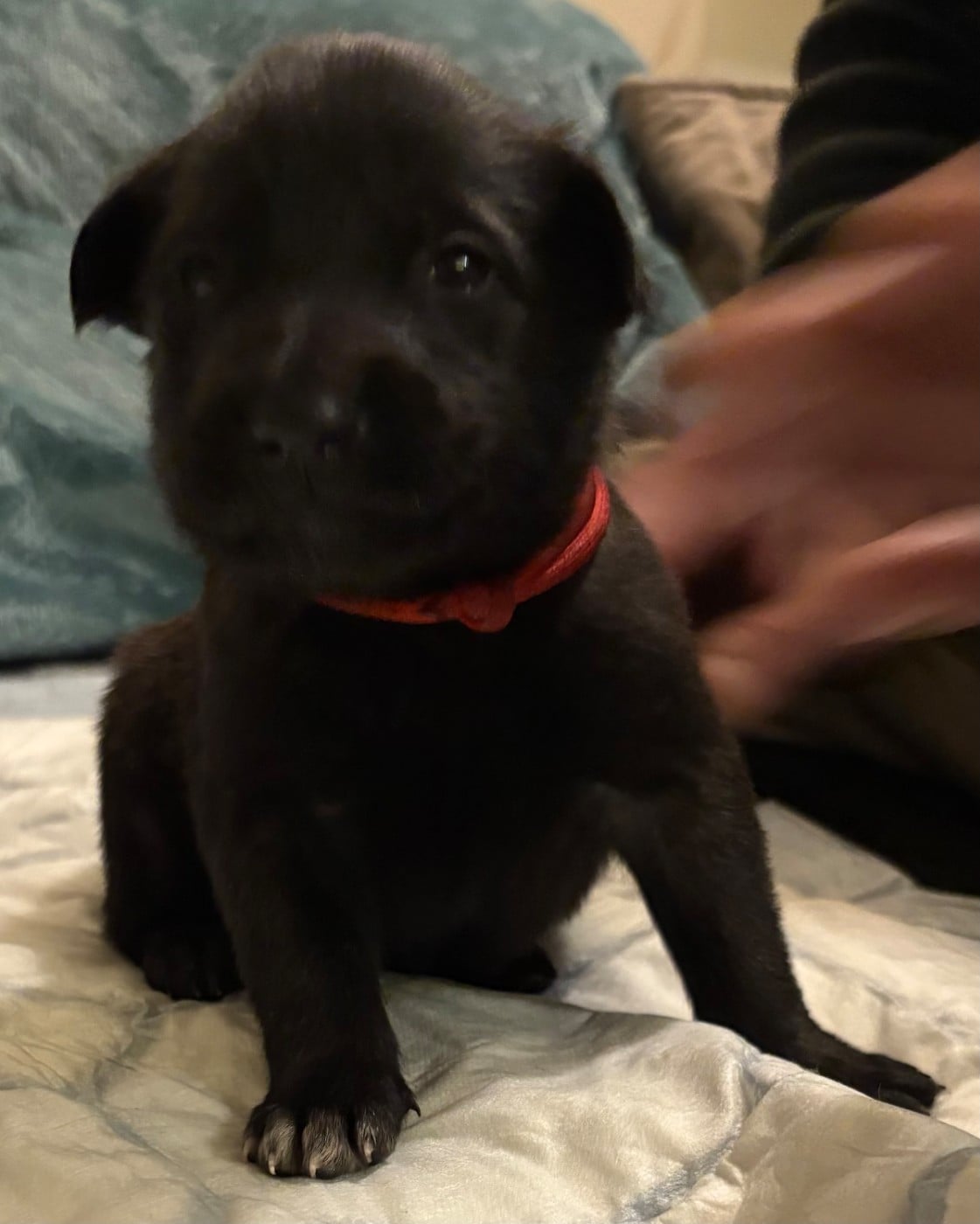 CHIOT 7 - Berger Belge