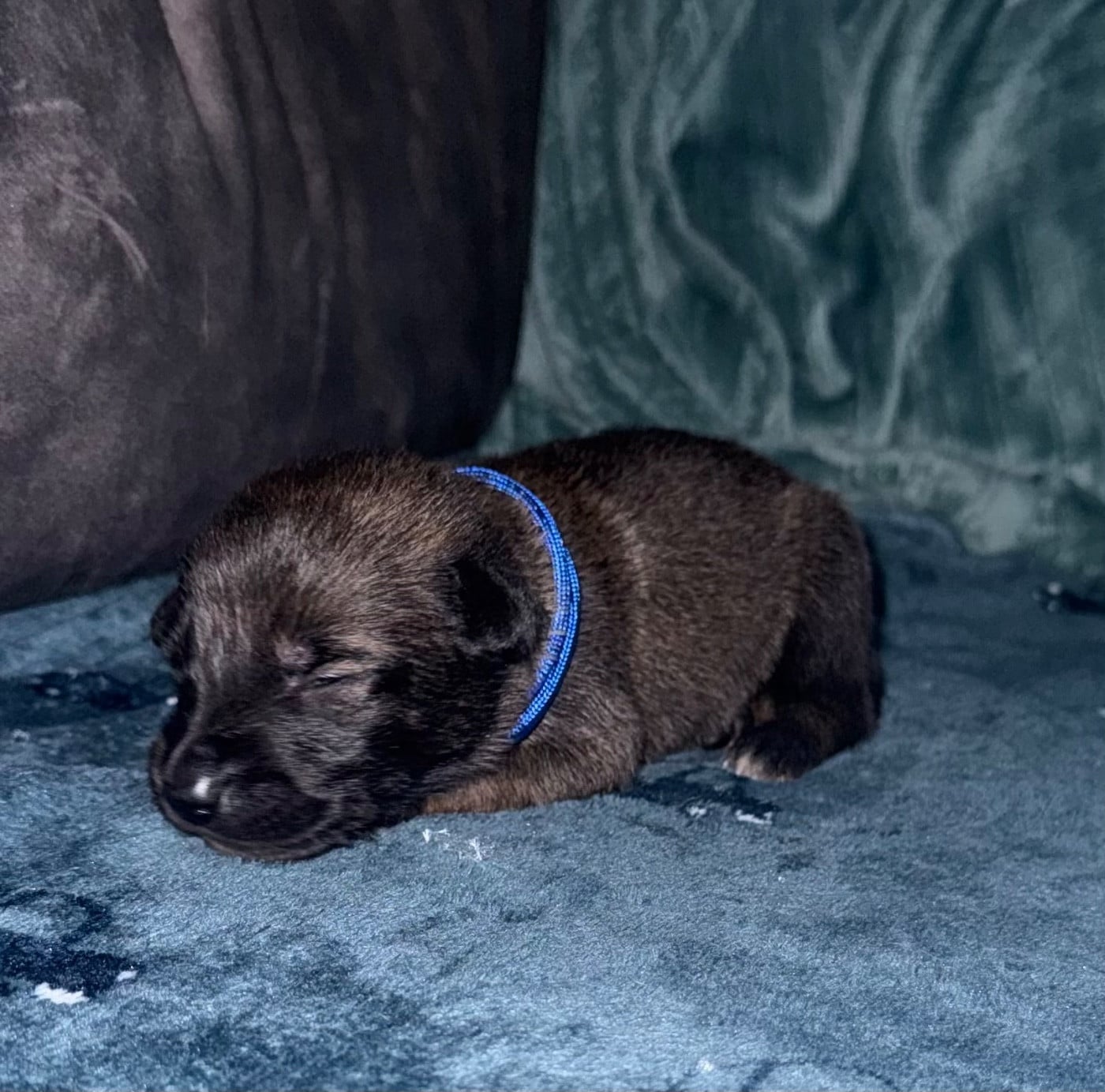Chiot N°1 - Berger Belge