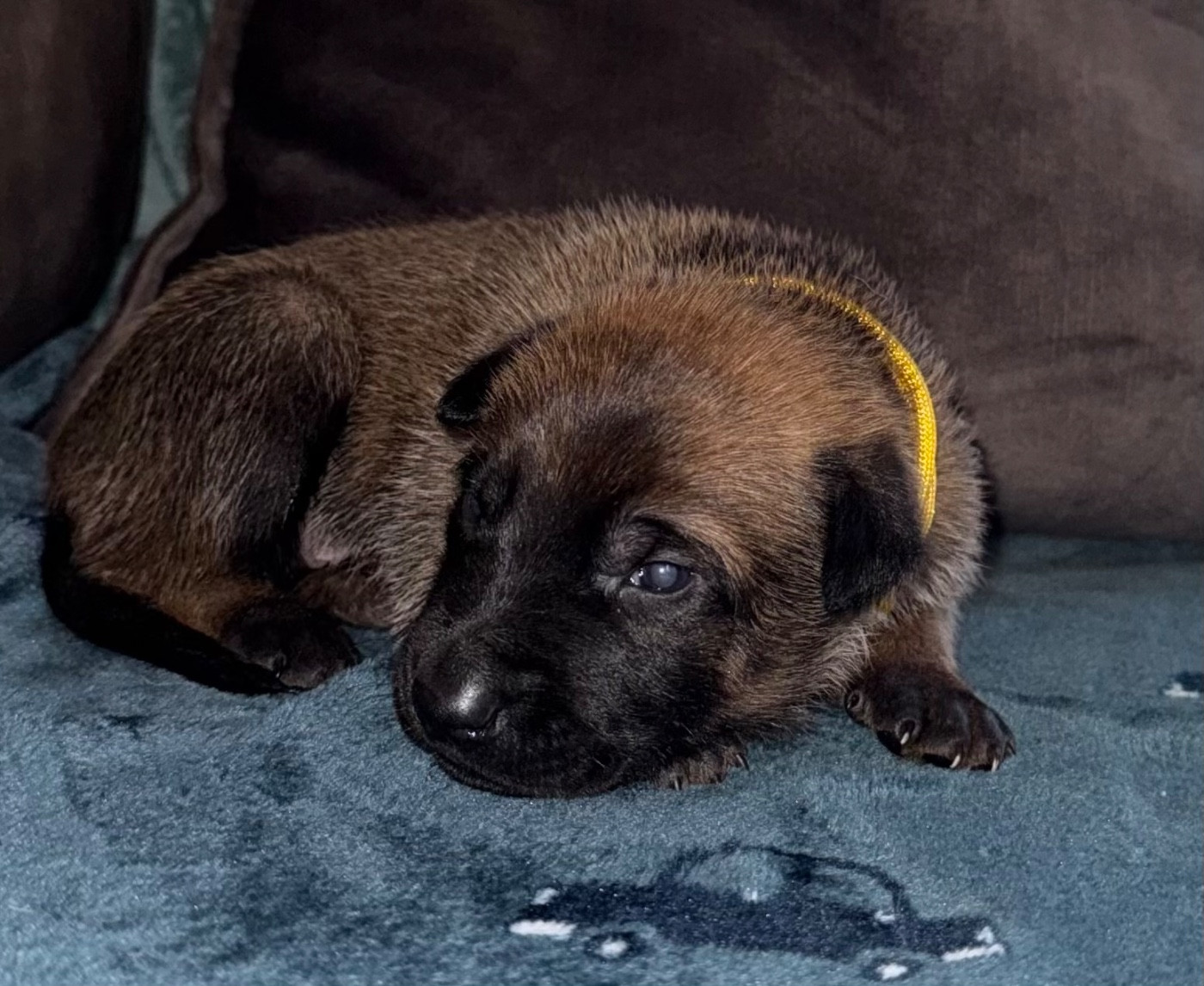 Chiot N°6 - Berger Belge