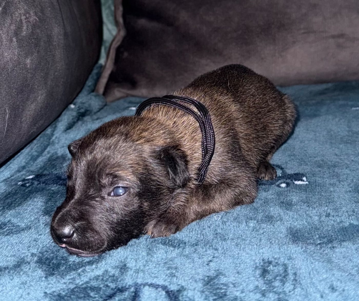 Chiot N°7 - Berger Belge