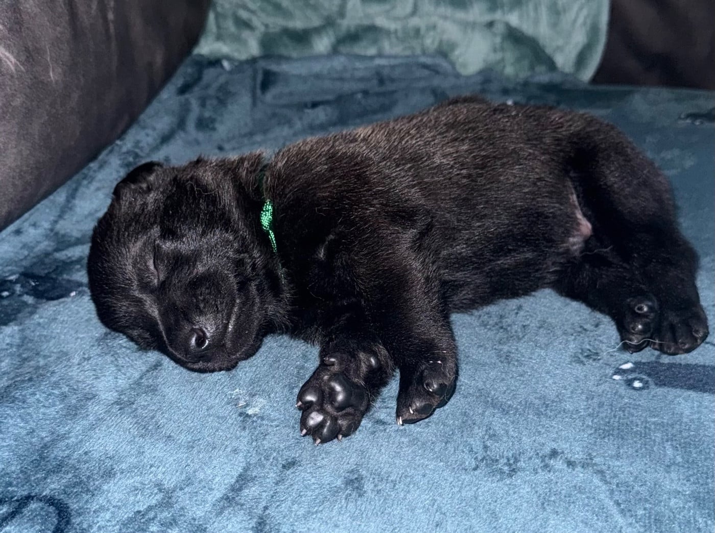 Chiot N°8 - Berger Belge