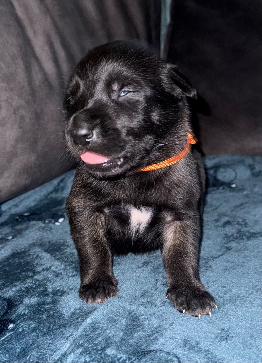 Chiot N°9 - Berger Belge