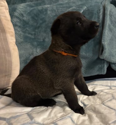 Les chiots de Berger Belge