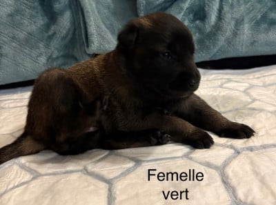 Les chiots de Berger Belge