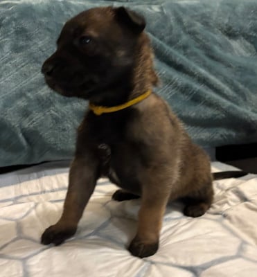 Les chiots de Berger Belge