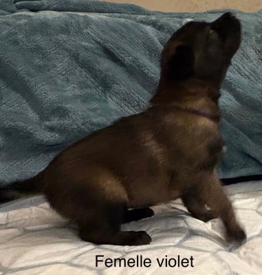 Les chiots de Berger Belge