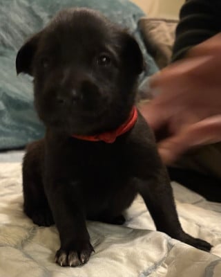 Les chiots de Berger Belge