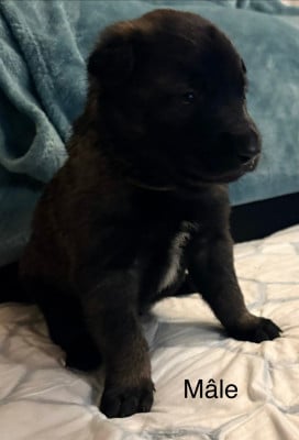 Les chiots de Berger Belge