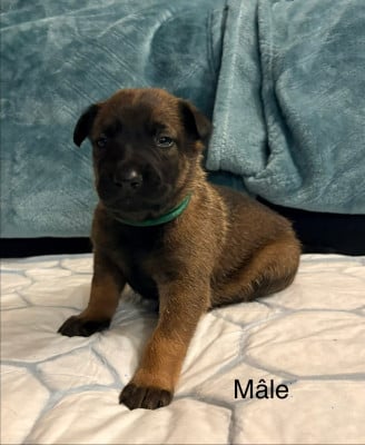 Les chiots de Berger Belge