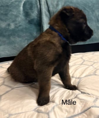 Les chiots de Berger Belge