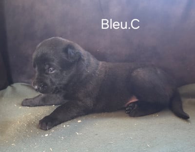 Chiot N°3 - Berger Belge