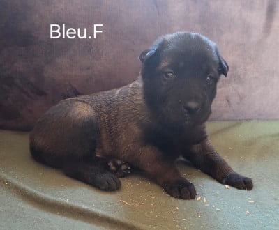 Chiot N°1 - Berger Belge