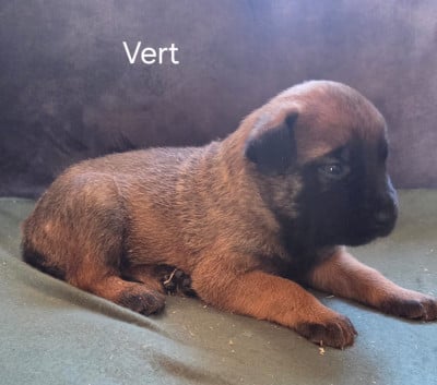 Chiot N°2 - Berger Belge