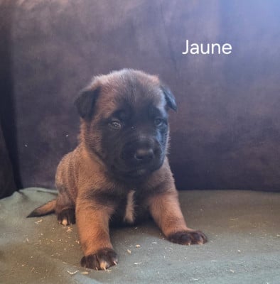 Chiot N°4 - Berger Belge