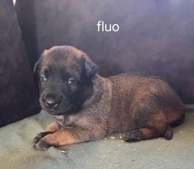 Chiot N°5 - Berger Belge