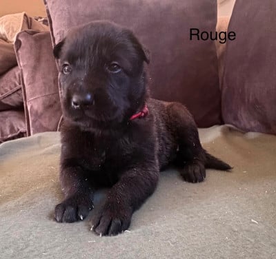 Chiot N°6 - Berger Belge