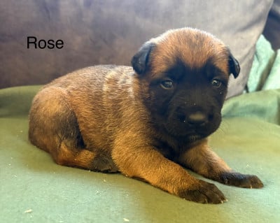 Chiot N°7 - Berger Belge