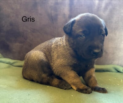 Chiot N°9 - Berger Belge