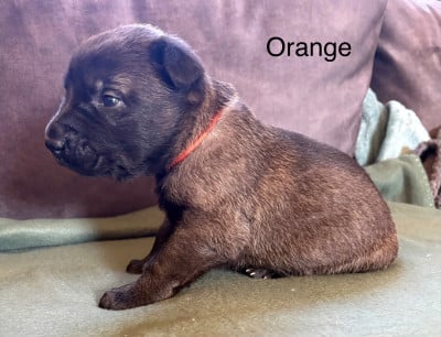 Chiot N°10 - Berger Belge