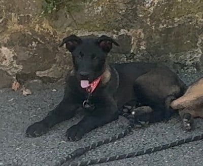 Les chiots de Berger Belge
