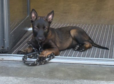 Les chiots de Berger Belge