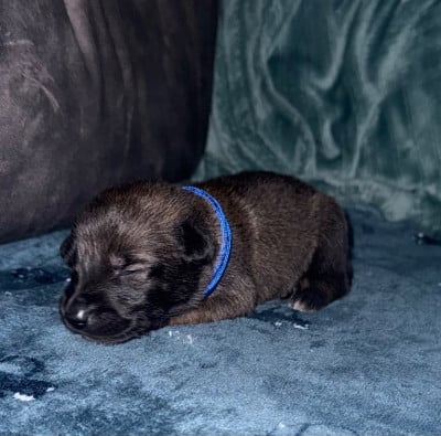 Chiot N°1 - Berger Belge
