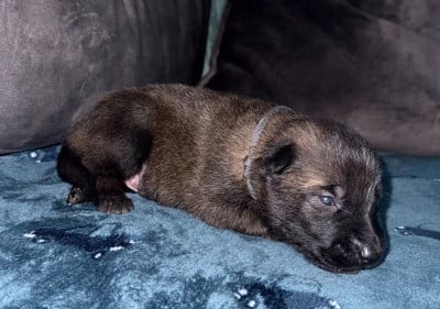Chiot N°2 - Berger Belge