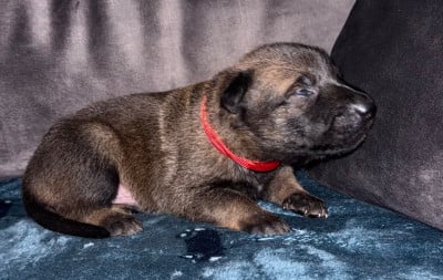 Chiot N°3 - Berger Belge