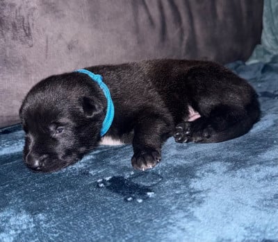 Chiot N°4 - Berger Belge
