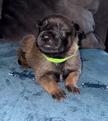 Chiot N°5 - Berger Belge