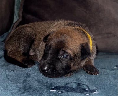 Chiot N°6 - Berger Belge