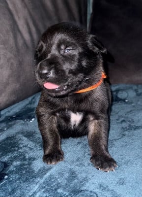Chiot N°9 - Berger Belge