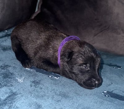 Chiot N°10 - Berger Belge