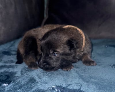 Chiot N°11 - Berger Belge