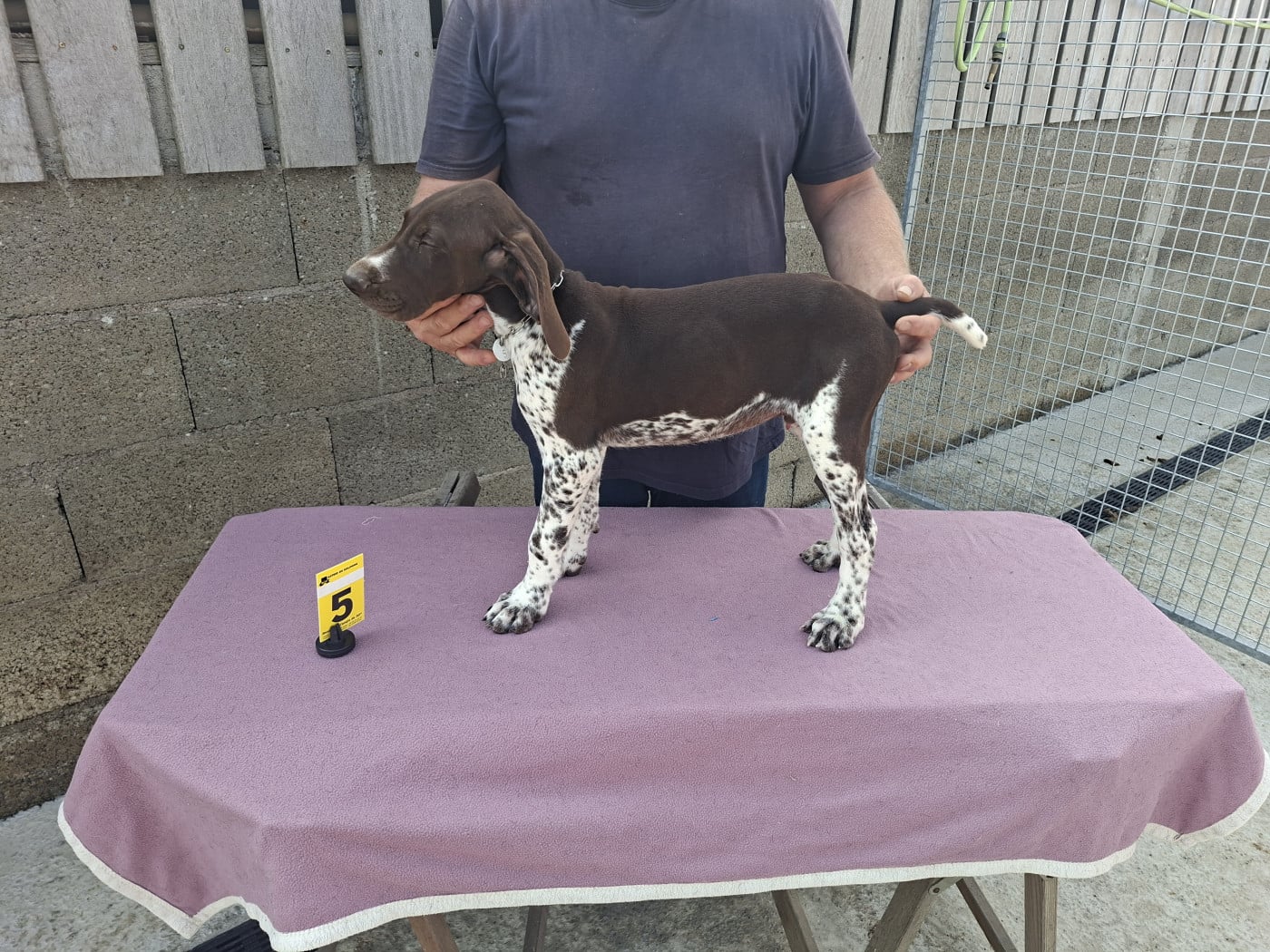 Chiot N°3 - Braque allemand à poil court