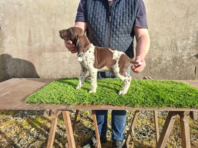 Braque allemand à poil court