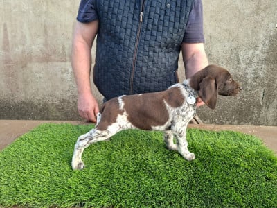 CHIOT 6 - Braque allemand à poil court