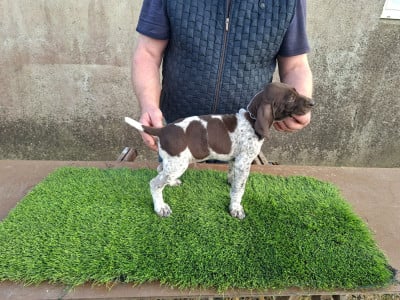 CHIOT 7 - Braque allemand à poil court