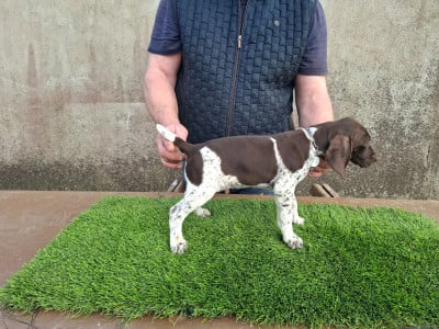 CHIOT 8 - Braque allemand à poil court