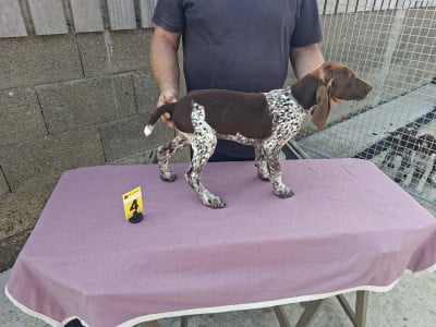 Chiot N°2 - Braque allemand à poil court