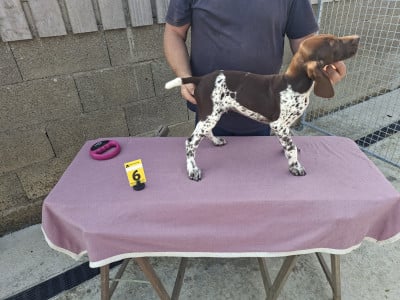 Chiot N°4 - Braque allemand à poil court