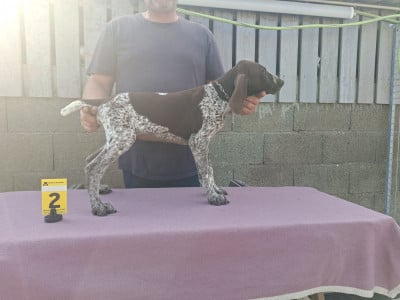 Chiot N°5 - Braque allemand à poil court