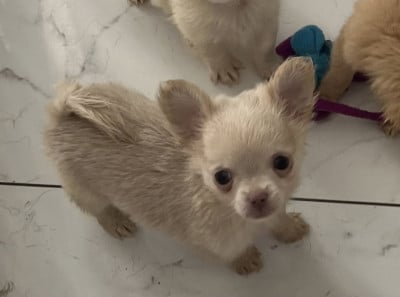 Les chiots de Chihuahua