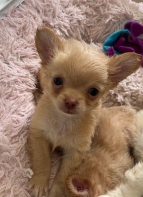 Les chiots de Chihuahua