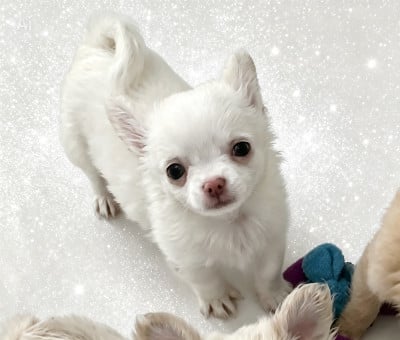 Les chiots de Chihuahua