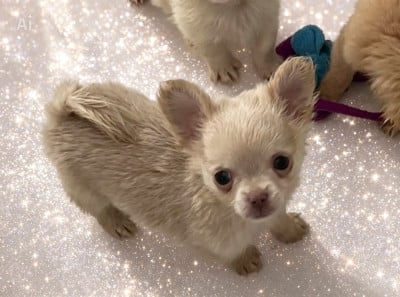 Les chiots de Chihuahua