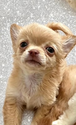 Les chiots de Chihuahua