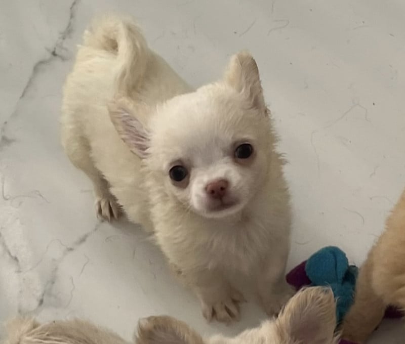 Chihuahua - so lovely