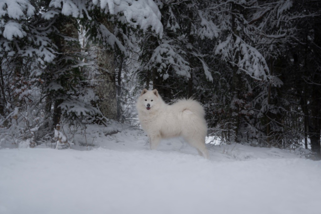 Publication : Anne-Laure Liniger