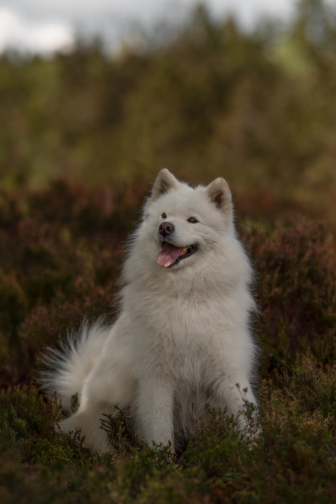 Publication : Anne-Laure Liniger